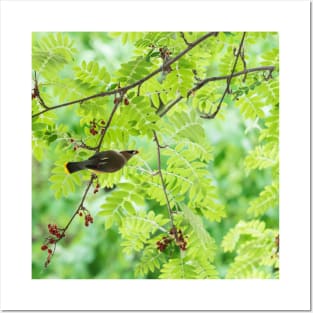 Single bird eating a red berry on green leaf background Posters and Art